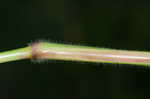 Broadleaf signalgrass